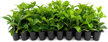 Viburnum Odoratissimum | 30 Live Plants | Viburnum odoratissimum | Fast Growing Privacy Hedge |