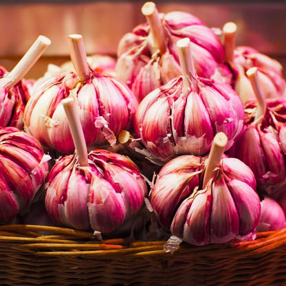 1 Pound Garlic for Planting in Fall Hardneck, 8-10 Red Garlic Bulbs for Planting, Fresh and High