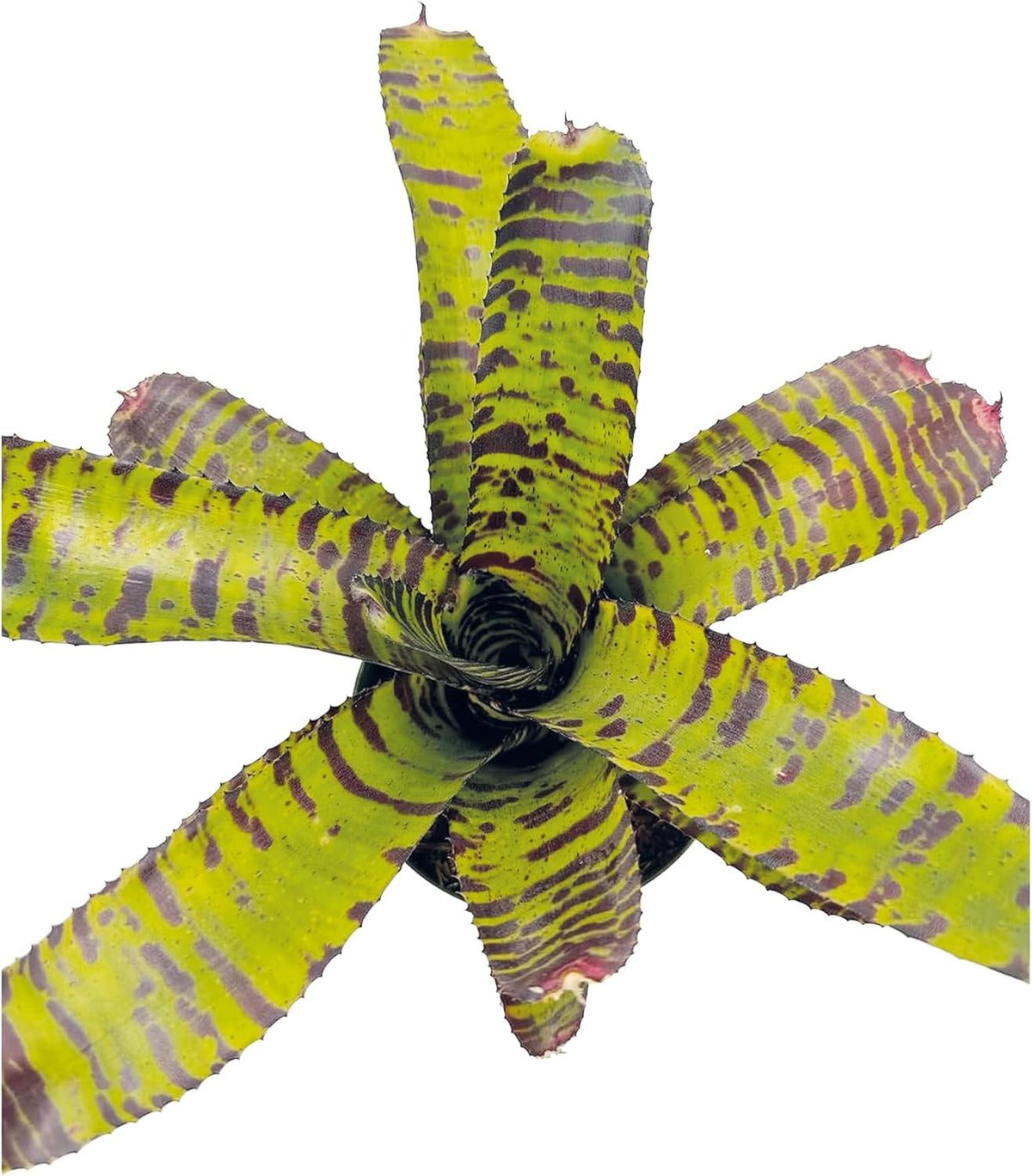 ragnaroc Live Plants – Bromeliad Neoregelia Dragon, 8-12" in 6" Pot - 1ct - Live Arrival Guaranteed