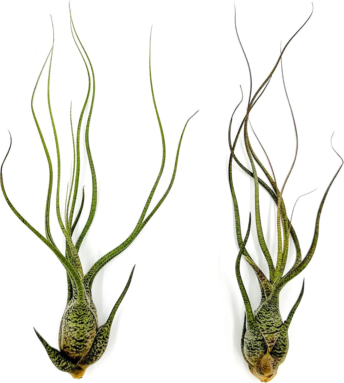 ragnaroc Live Air Plants - Tillandsia Butzii, Jumbo 7-9" - 2ct - Live Arrival Guaranteed - House