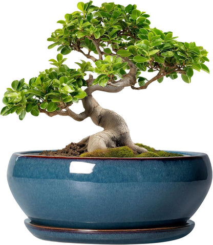 SQOWL Bonsai Pots 10 Inch - Large Ceramic Succulent Pots, Shallow Planter with Drainage Hole and