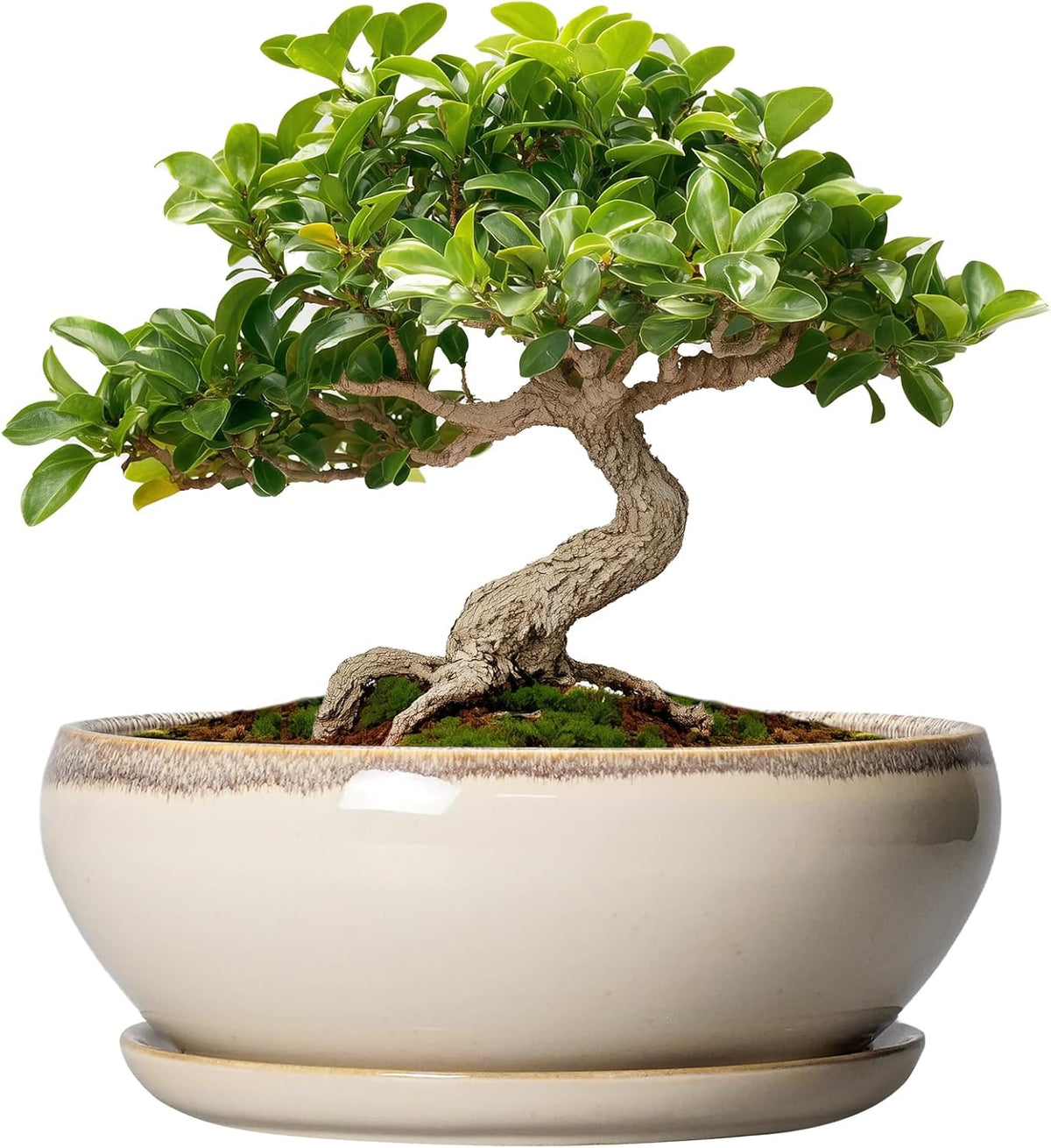 SQOWL Small Bonsai Pots - 6 Inch Ceramic Plant Pots for Succulents, Shallow Planter with Drainage