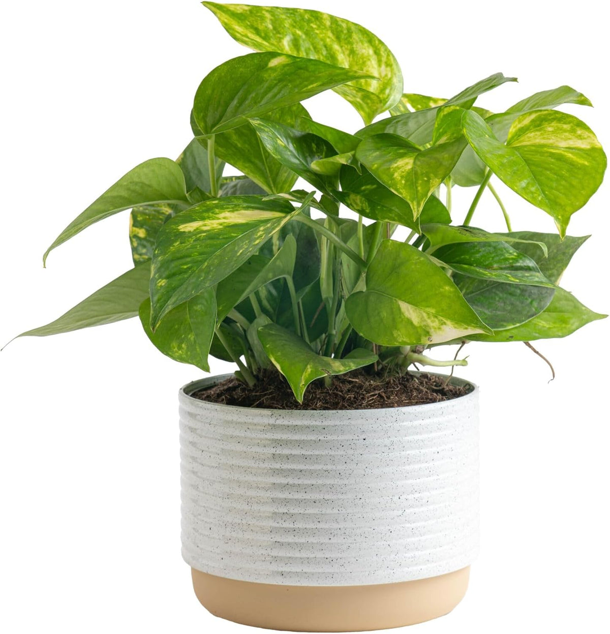 Costa Farms Golden Pothos Live Plant, Easy Care Indoor House Plant in Modern Decor Planter Pot