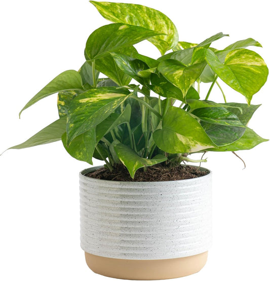 Costa Farms Golden Pothos Live Plant, Easy Care Indoor House Plant in Modern Decor Planter Pot