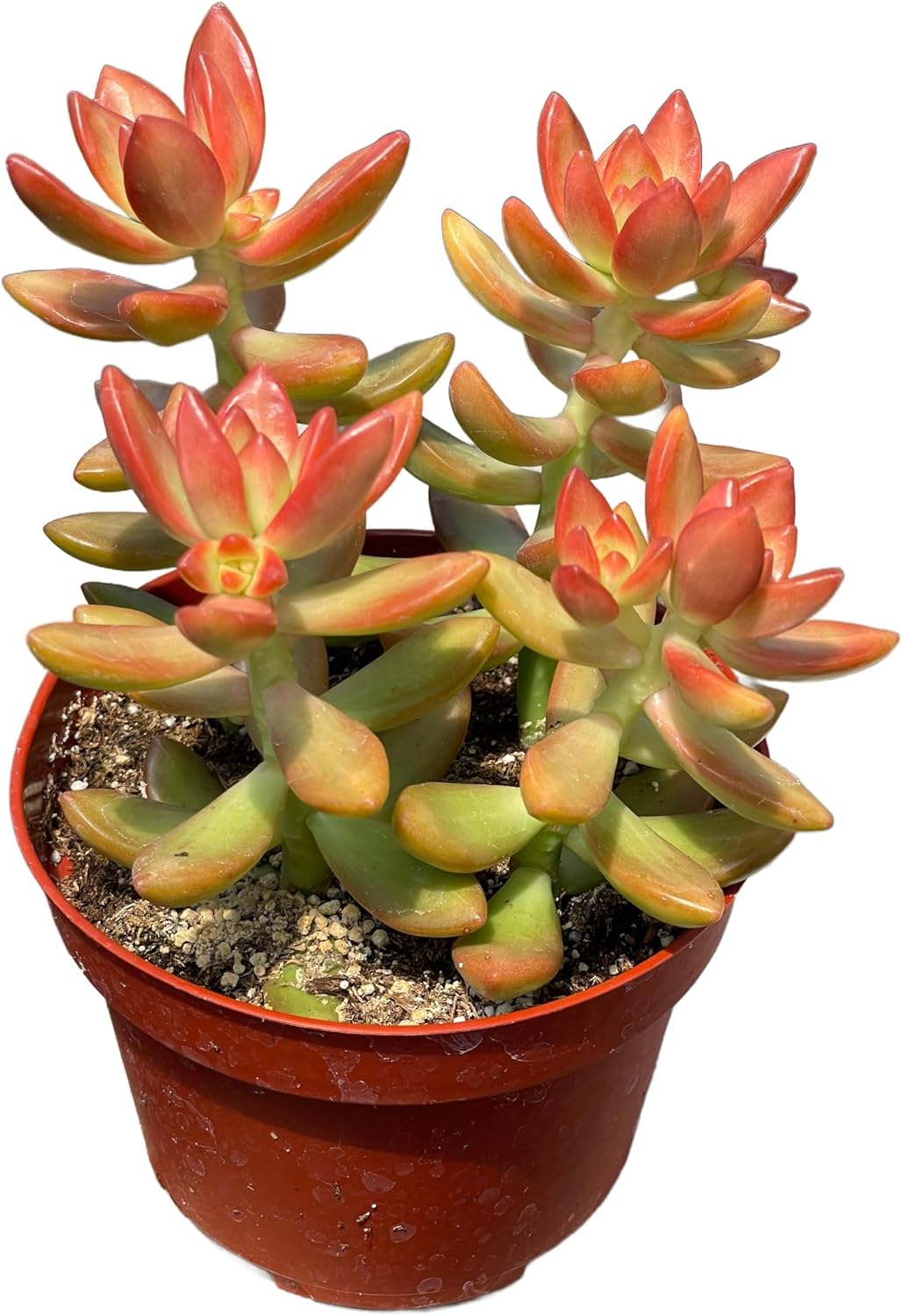 Live Succulent 4" Sedum Coppertone Blood Orange, Succulents Plants Live Fully Rooted House Plant
