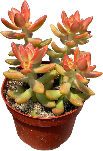 Live Succulent 4" Sedum Coppertone Blood Orange, Succulents Plants Live Fully Rooted House Plant