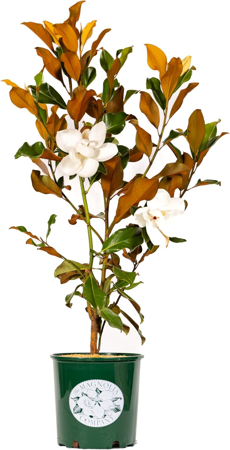 Magnolia Tree Bracken Browns Beauty Variation, Magnolia Flower, Live Plant, 3-4 Feet Tall
