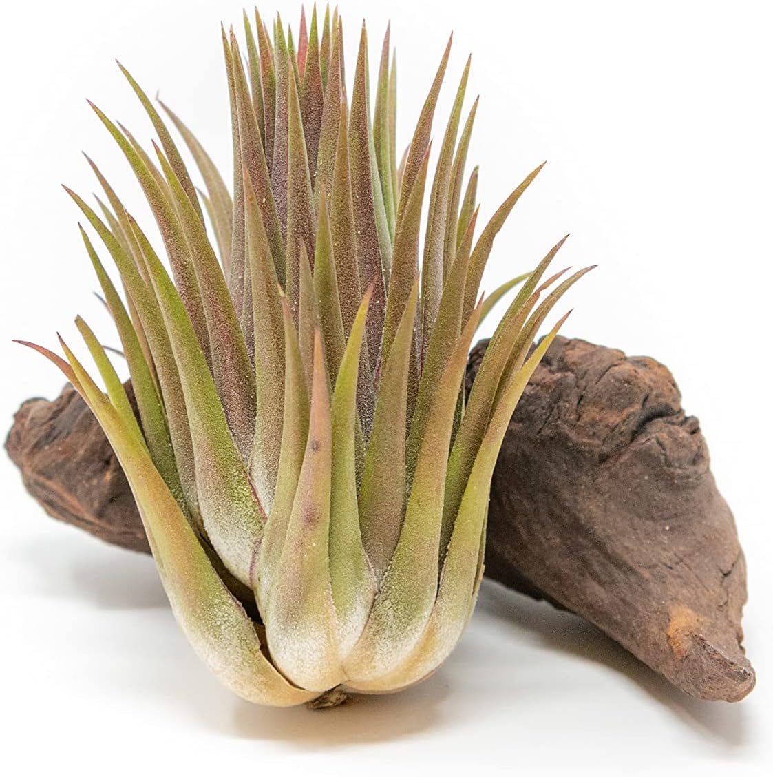 Jumbo Air Plant Ionantha Guatemala 'Macho' - Live Tillandsia Succulent House Plants - Available in