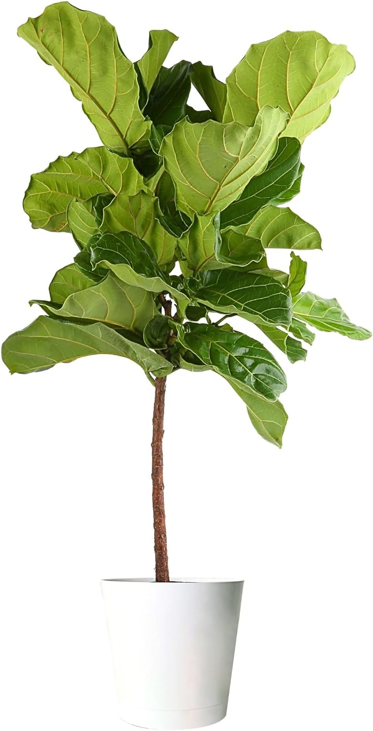 Costa Farms Fiddle Leaf Fig Tree, Ficus Lyrata, Live Indoor Plant Potted in Indoor Garden Plant