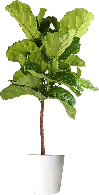 Costa Farms Fiddle Leaf Fig Tree, Ficus Lyrata, Live Indoor Plant Potted in Indoor Garden Plant