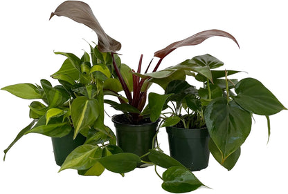 Philodendron Assortment - 3 Pack in 4" Pots
