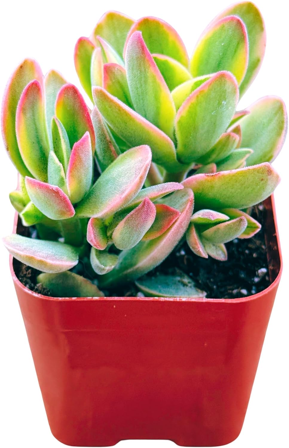 Succulents Plants Live 2inch Live Mini Succulent Plants, Easy Care House Plants Rooted in Succulent