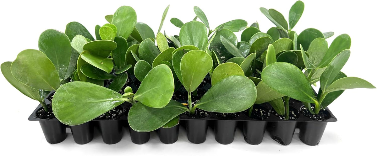 Clusia Guttifera Small Leaf | 30 Live Plants | Clusia guttifera | Privacy Hedge Plants | Evergreen