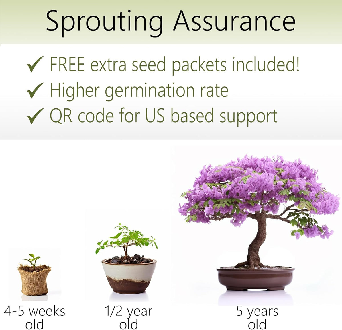 Bonsai Starter Kit – Growing Jacaranda Bonzai Tree from Seeds | Complete Indoor Tree Kit for