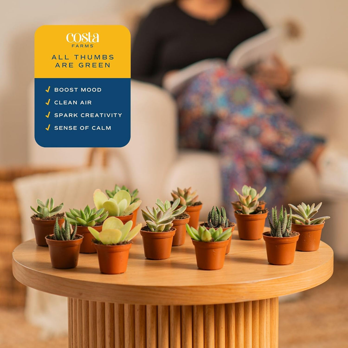 Costa Farms Live Succulent Plants (12-Pack), Mini Succulent Assortment Potted in Nursery Plant