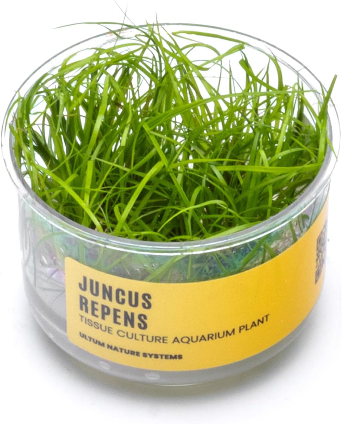 Ultum Nature Systems Juncus Repens Tissue Culture Live Plant for Aquarium, Aquascape, Freshwater