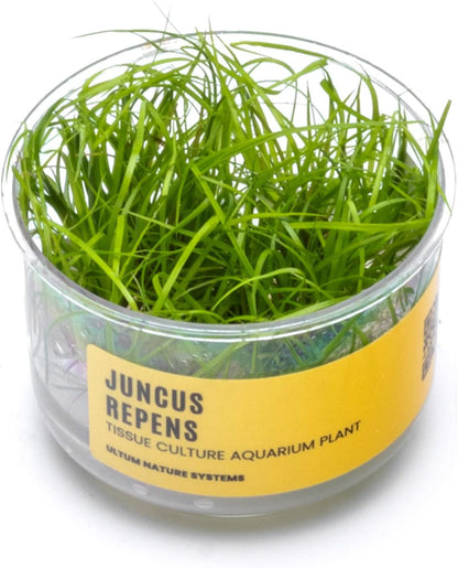 Ultum Nature Systems Juncus Repens Tissue Culture Live Plant for Aquarium, Aquascape, Freshwater