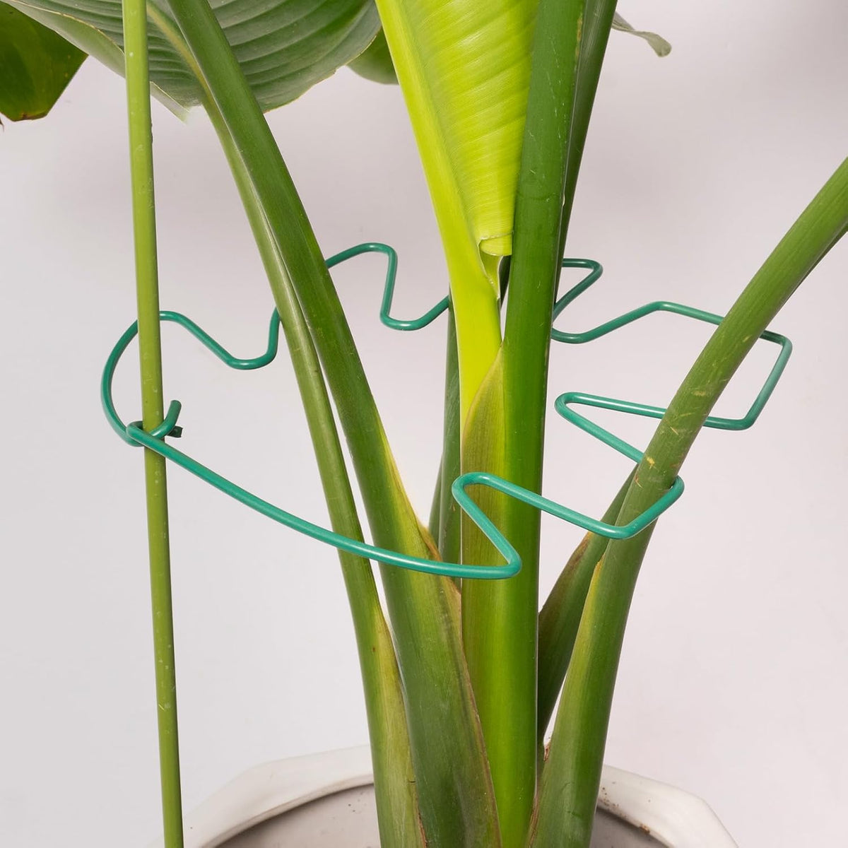 5PCS Green Monstera Plant Stem Support - 11x9.4 Adjustable Fishbone Cactus Stake Holder, Durable