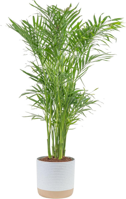Costa Farms Cat Palm, Live Indoor Houseplant in Garden Plant Pot, Floor House Plant Potted in