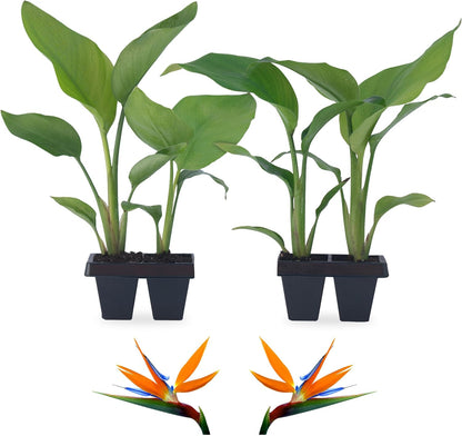 Bird of Paradise Plants Live (4-Pack), Strelitzia Plants with Perennial Orange Flowers