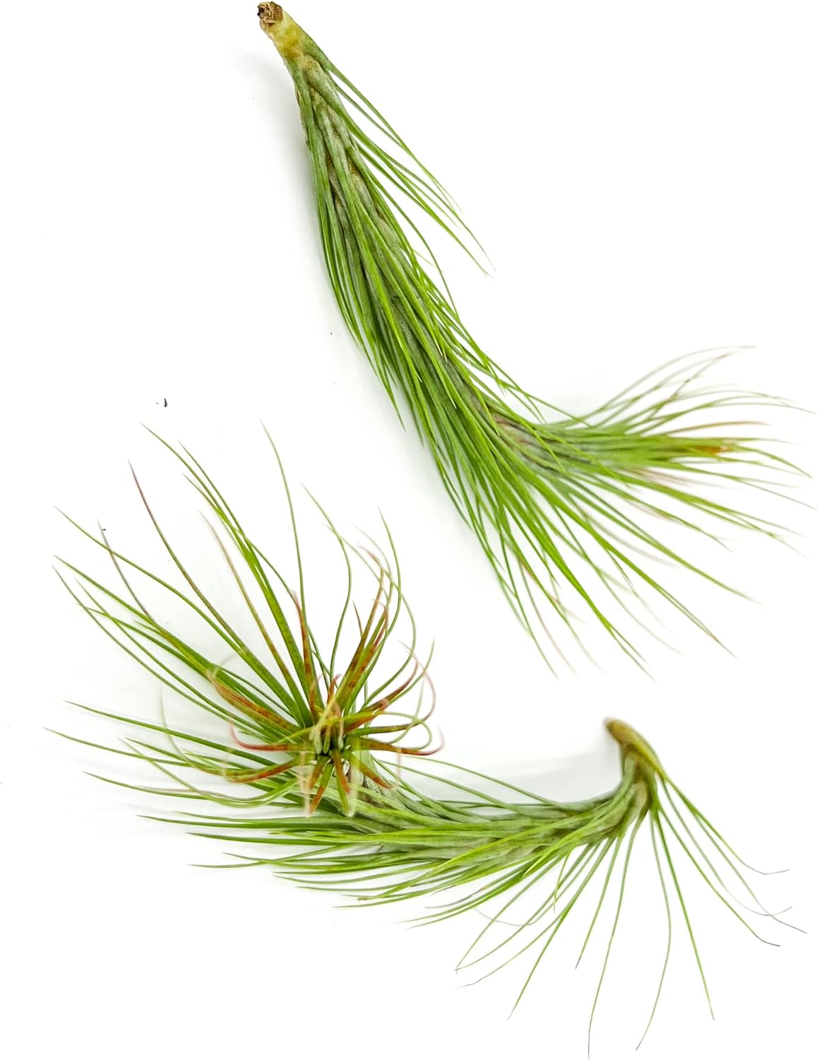 ragnaroc Air Plants - Tillandsia Funckiana Hybrid, Large 5-7" - 2ct - Live Arrival Guaranteed