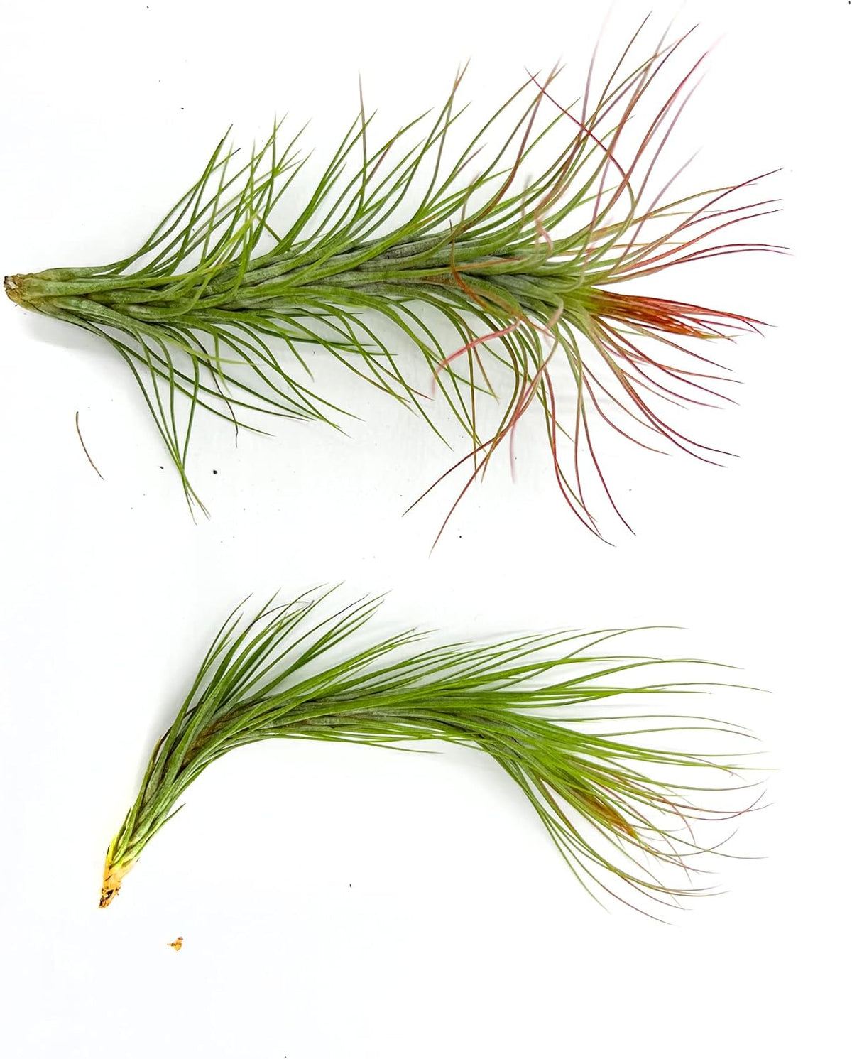 ragnaroc Air Plants - Tillandsia Funckiana Hybrid, Large 5-7" - 2ct - Live Arrival Guaranteed