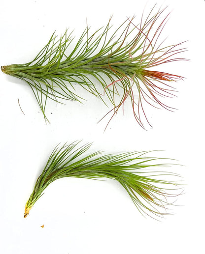 ragnaroc Air Plants - Tillandsia Funckiana Hybrid, Large 5-7" - 2ct - Live Arrival Guaranteed