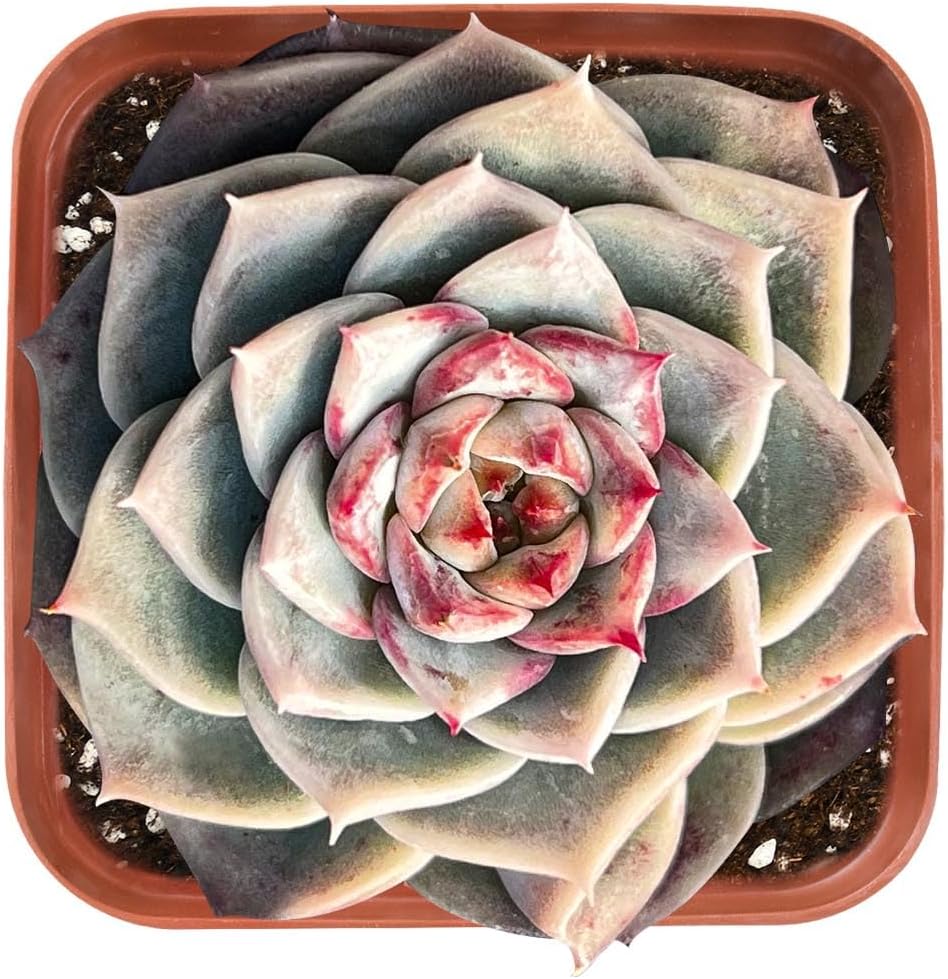Live Succulent Echeveria 'Red Velutinous' Sugar Heart, Approx 2-inch Large, Potted Succulents