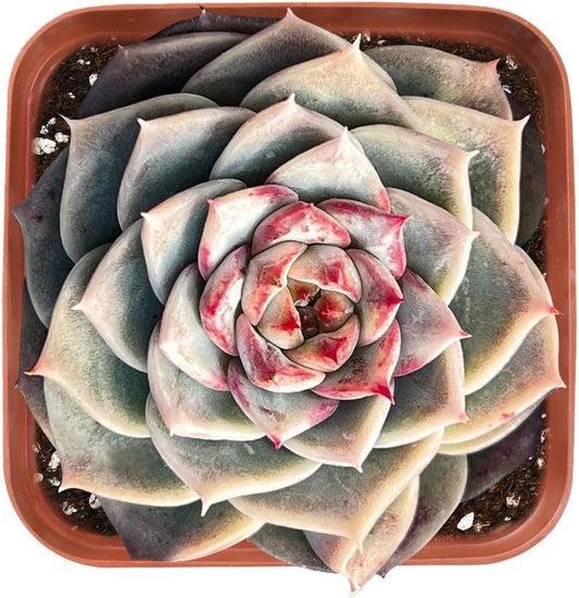 Live Succulent Echeveria 'Red Velutinous' Sugar Heart, Approx 2-inch Large, Potted Succulents