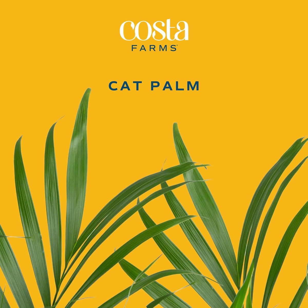 Costa Farms Cat Palm, Live Indoor Houseplant in Décor Planter, Tree-Like Floor House Plant Potted