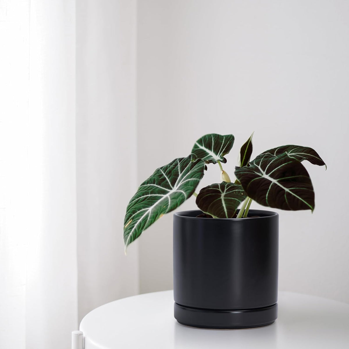 D'vine Dev 6.5 Inch Ceramic Planter Pot with Drainage Hole and Saucer, Indoor Cylinder Round Flower