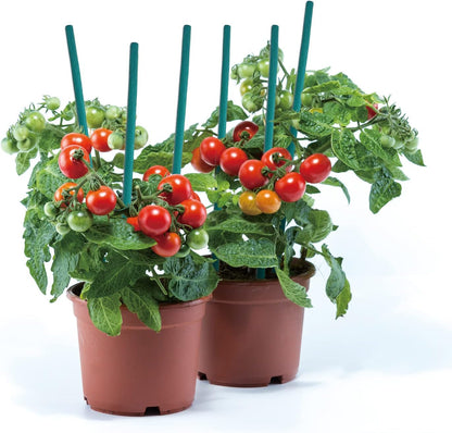 Green Bamboo Sticks Plant Stakes, Plant Support Sticks for Indoor Plants, GAGINANG Sturdy Bamboo