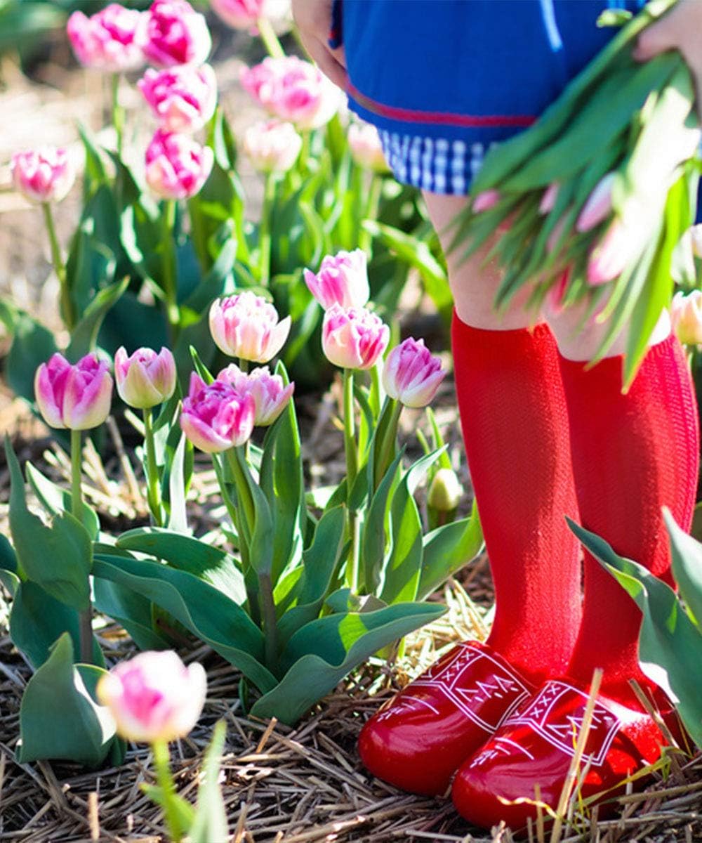 Showgirl Pink Tulip Bulbs – Gardener’s Favorite Spring Flowers | 10 Premium Perennial Bulbs for