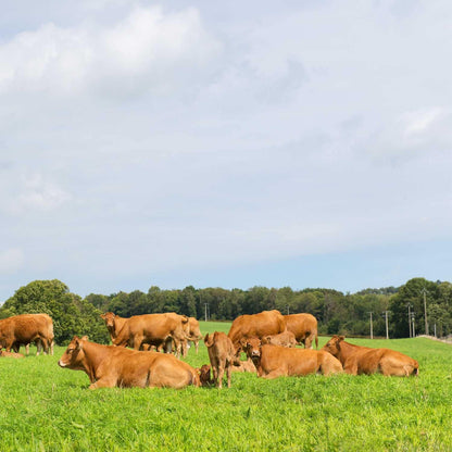 Outsidepride All-Purpose Pasture Seed Mix - 50 lb. Perennial, Drought-Tolerant & Fast-Growing