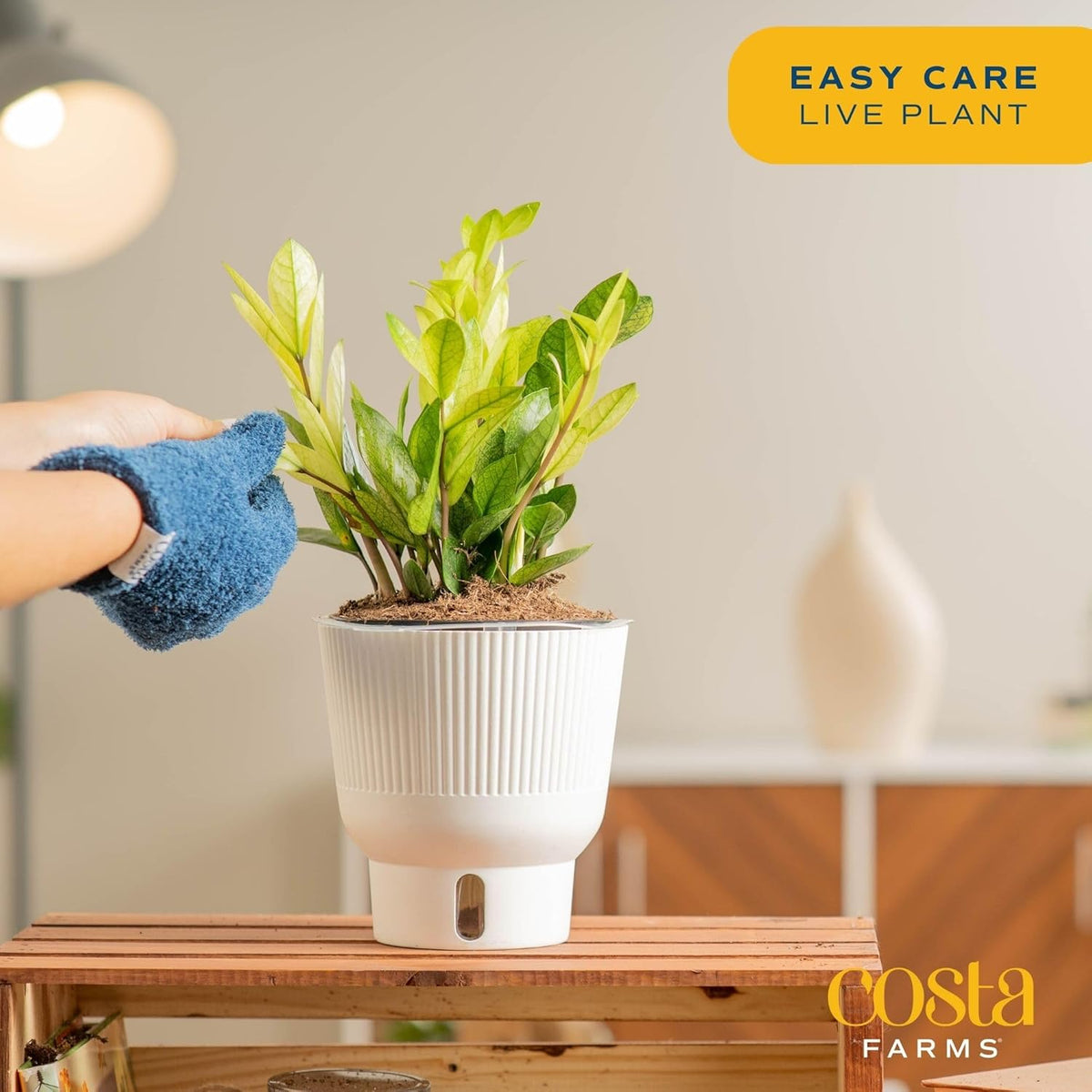 Costa Farms ZZ Chameleon Plant, Easy to Grow Live Indoor Houseplant in Garden Plant Pot, Home and