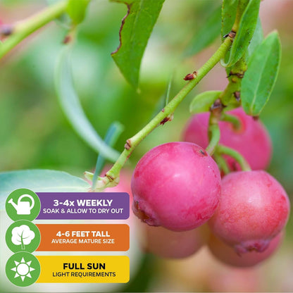 Pink Lemonade Blueberry Plant (Rabbiteye) – Vaccinium by Wellspring Gardens – Sweet Pink Fruit