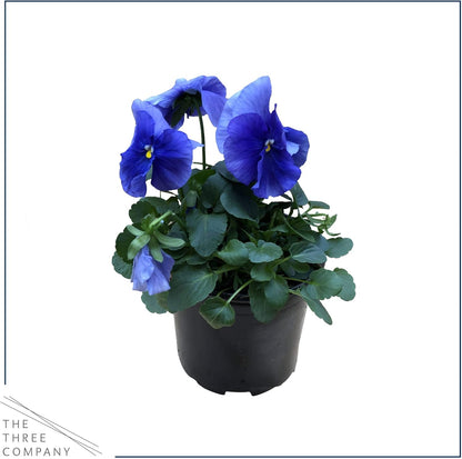 Live Healthy Flowering Pansies - Blue (4 Plants Per Pack), Beautiful Fall Color, 6" Tall by 4" Wide