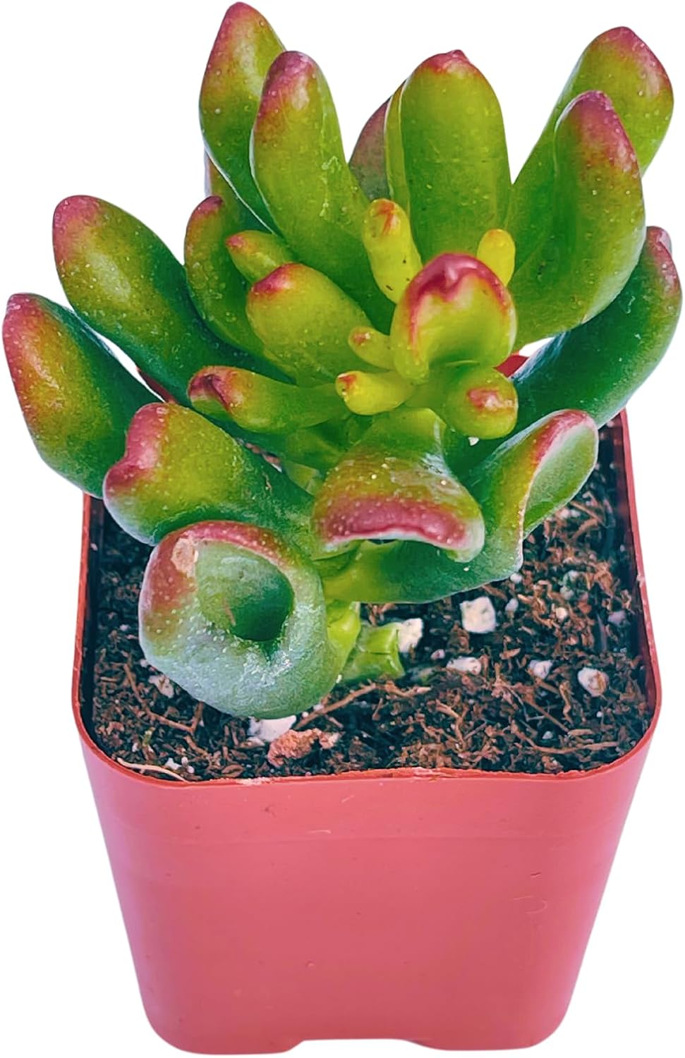 Succulents Plants Live 2" Crassula Ogre Ear, Live Mini Succulent Plants, Easy Care House Plants
