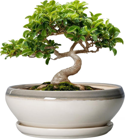 SQOWL Bonsai Tree Pots - 8 Inch Ceramic Succulent Pots with Drainage Hole and Saucer, Shallow Round