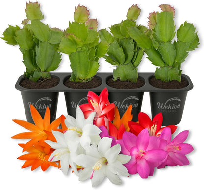 Christmas Cactus Variety 4pack - 4 Live Starter Plants - Schlumbergera Bridgesii - Growers Choice