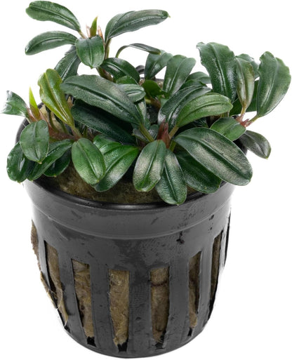 SubstrateSource Live Plants - Bucephalandra Brownie Phoenix - Low Light, Dark Green to Red Accent