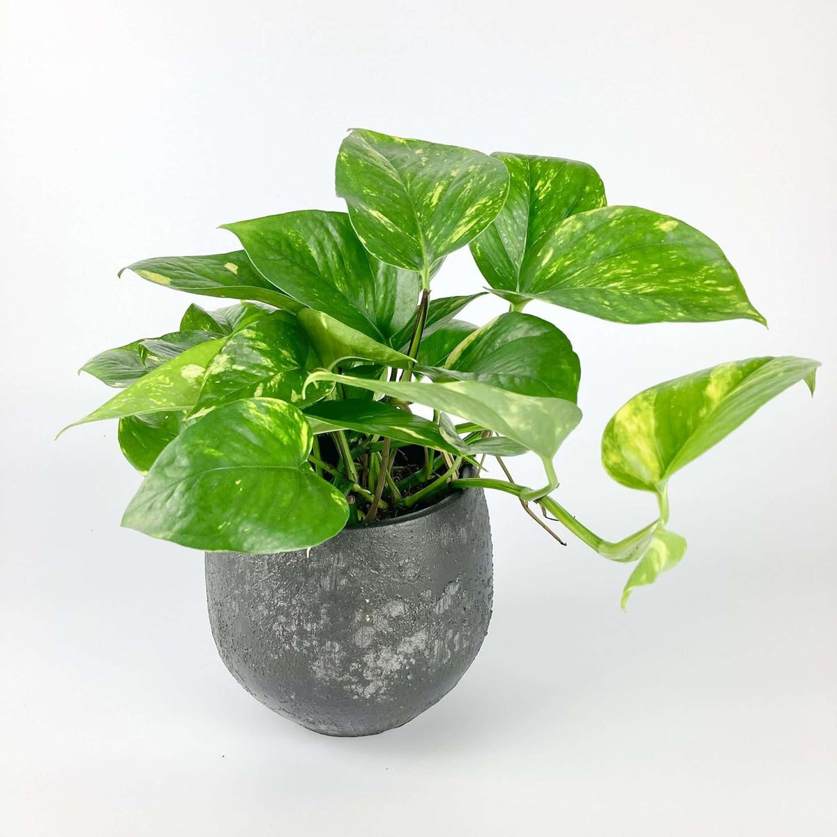 Pothos Golden Live Plant for Indoor | Different Houseplants in 4'' & 6'' Pot | Real House Plant for