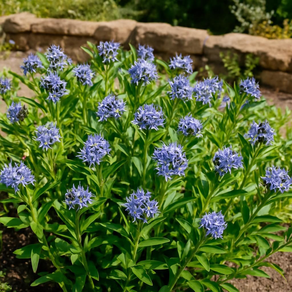 Perennial Farm Amsonia X 'Blue Ice' – Live Perennial in #1 Container, Clusters of Deep Blue