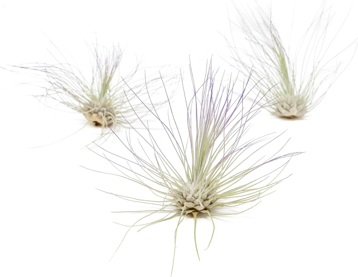 Purple Colorful Tillandsia Air Plants - Long Lasting Color Enhanced Live Tillandsia Succulent House