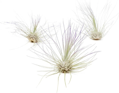 Purple Colorful Tillandsia Air Plants - Long Lasting Color Enhanced Live Tillandsia Succulent House