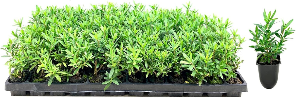 Little John Dwarf Bottlebrush | 20 Live Plants | Callistemon | Compact Blooming Shrub | Attracts