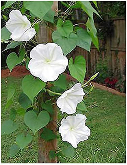 White Moonflower Vine Seeds - Climbing Vine Up to 15 Feet - Fragrant