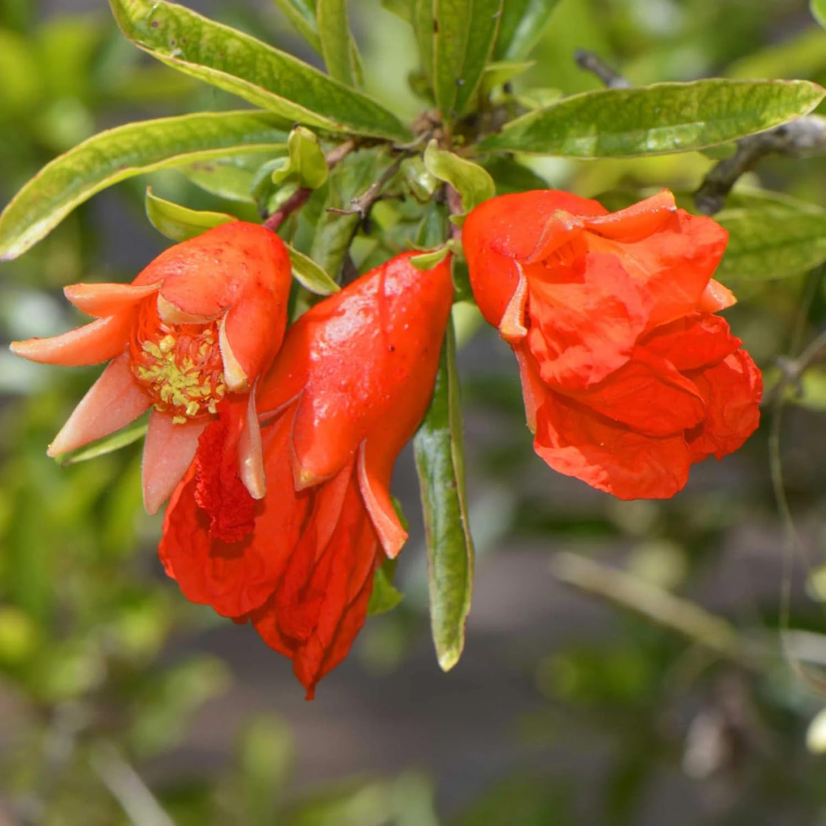 Live Pomegranate 'Wonderful' Plants (Punica Granatum 'Wonderful') - Fruit-Bearing