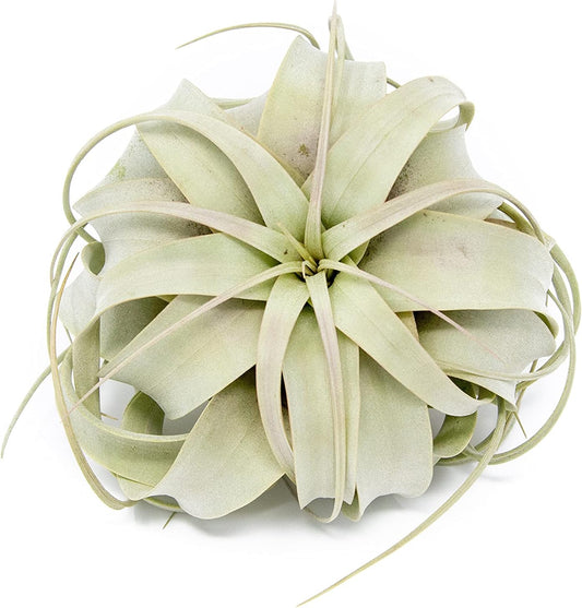 Large Xerographica Air Plants 5 to 7 Inch Wide - Air Plants Live Tillandsia Succulent House Plants