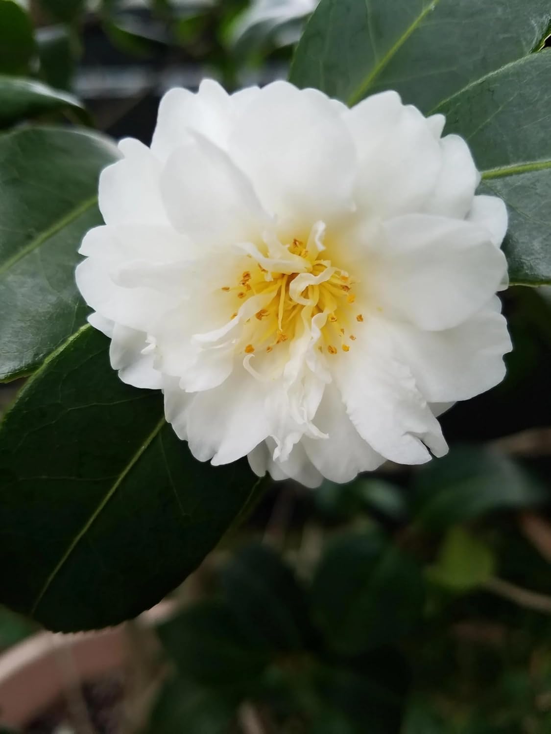Autumn Rocket Camellia Plant, 1 Gallon, White Double Flowers, Columnar Evergreen Shrub